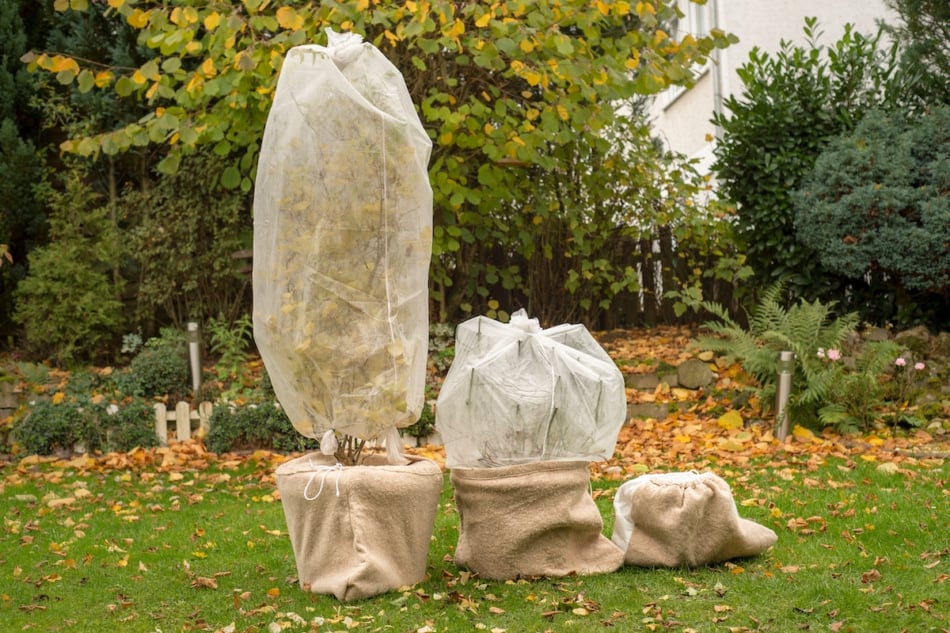 Tree in pot is wrapped in fleece for the winter. Autumn work in the garden.