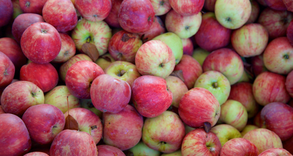 Winesap apples have been beloved since the 1800s due to long shelf life and delicious flavor. 