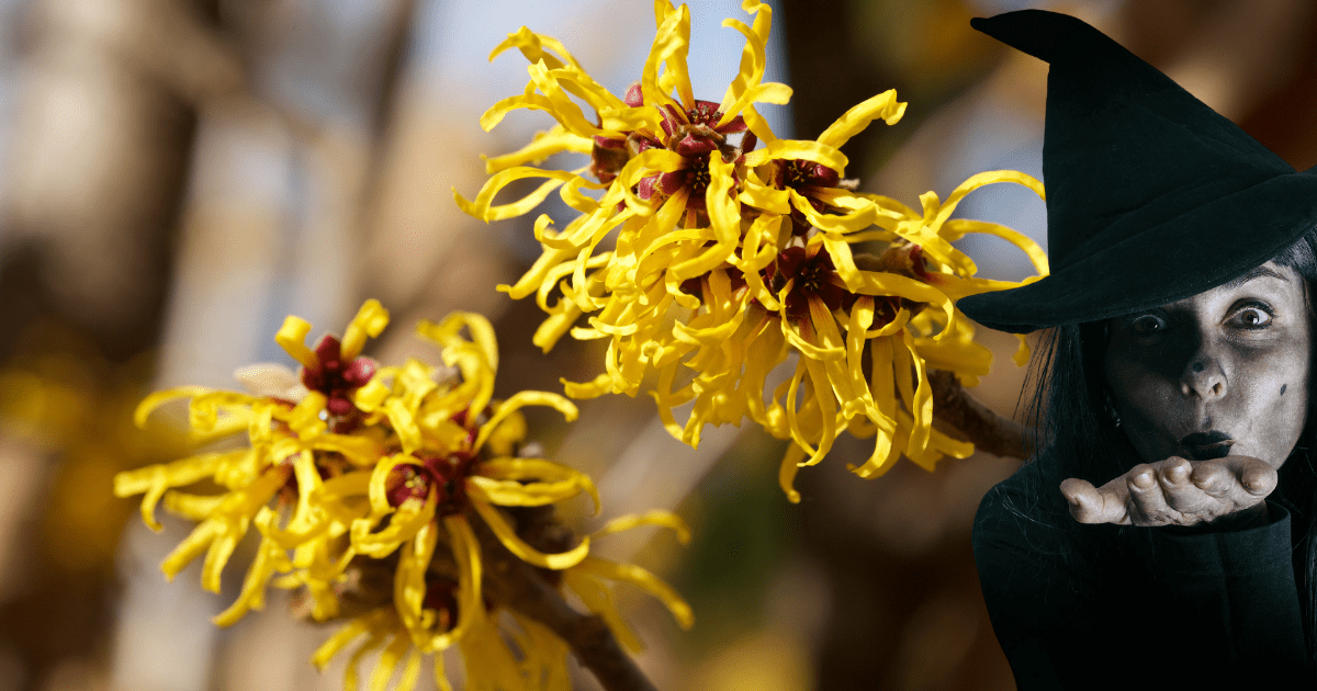 Witch hazel plant with witch for halloween.