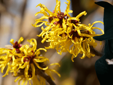 Witch hazel plant with witch for halloween.