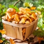 Chanterelle mushrooms with leafy background.