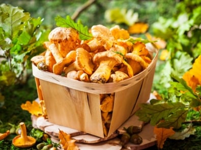 10 Popular Edible Mushrooms (And How To Cook With Them) featured image