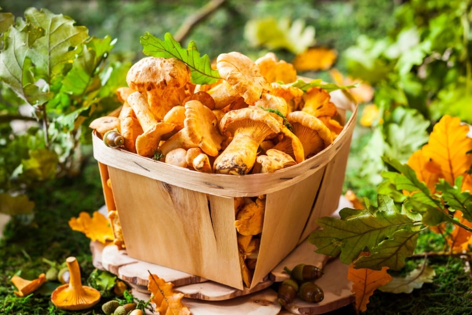 Chanterelle mushrooms with leafy background.