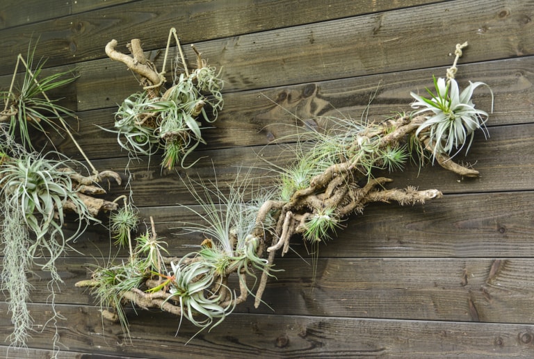 What Are Air Plants And How Do They Grow? Farmers' Almanac Plan Your Day. Grow Your Life.