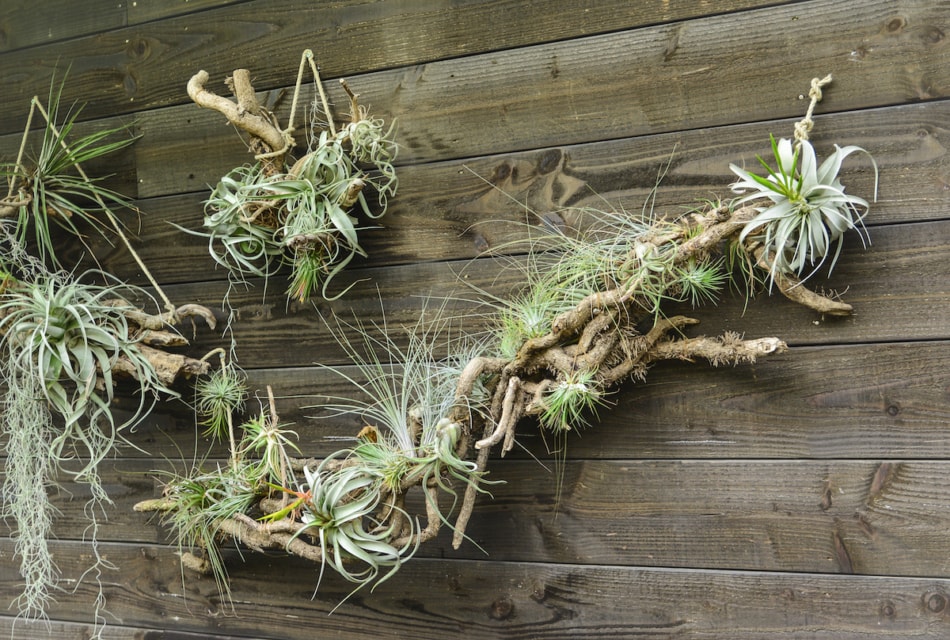 Tillandsia air plants on a wooden background.