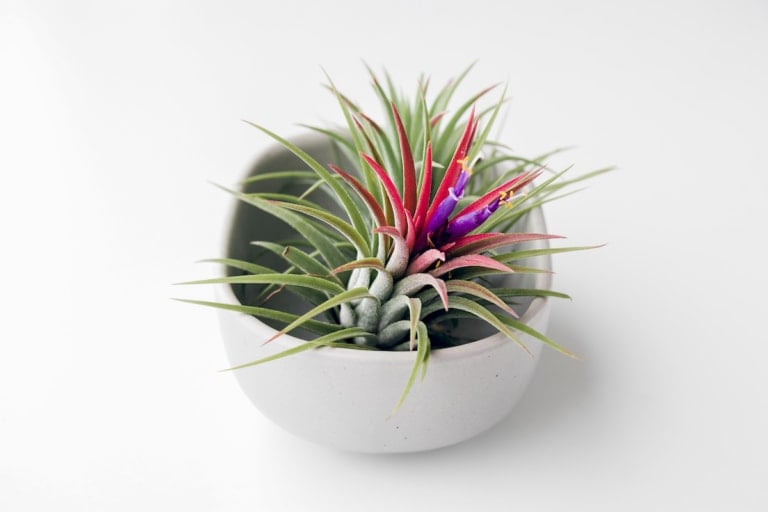 What Are Air Plants And How Do They Grow? Farmers' Almanac Plan