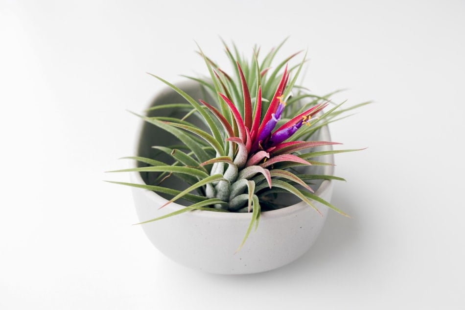 Tillandsia air plant on a white background, creative minimal gardening concept.