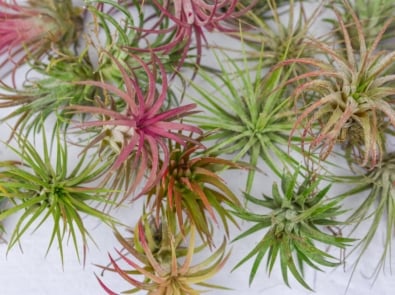 What Are Air Plants And How Do They Grow? featured image