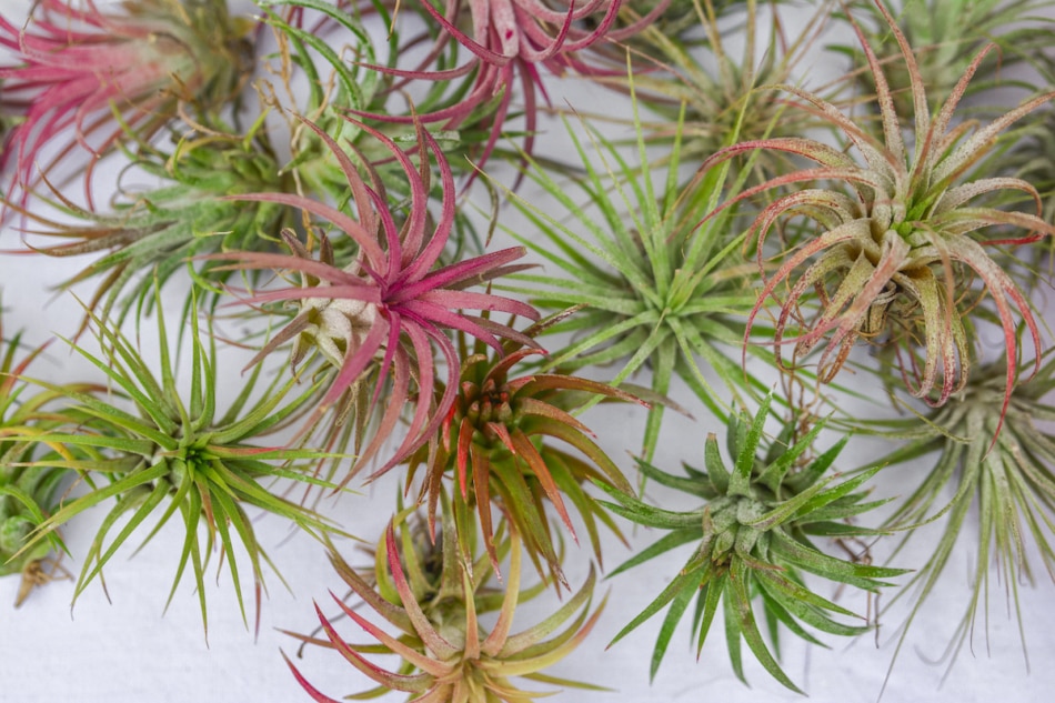 different tillandsia air plants on a white background.