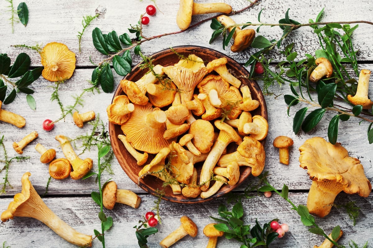 Yellow chanterelle mushrooms with forest plants