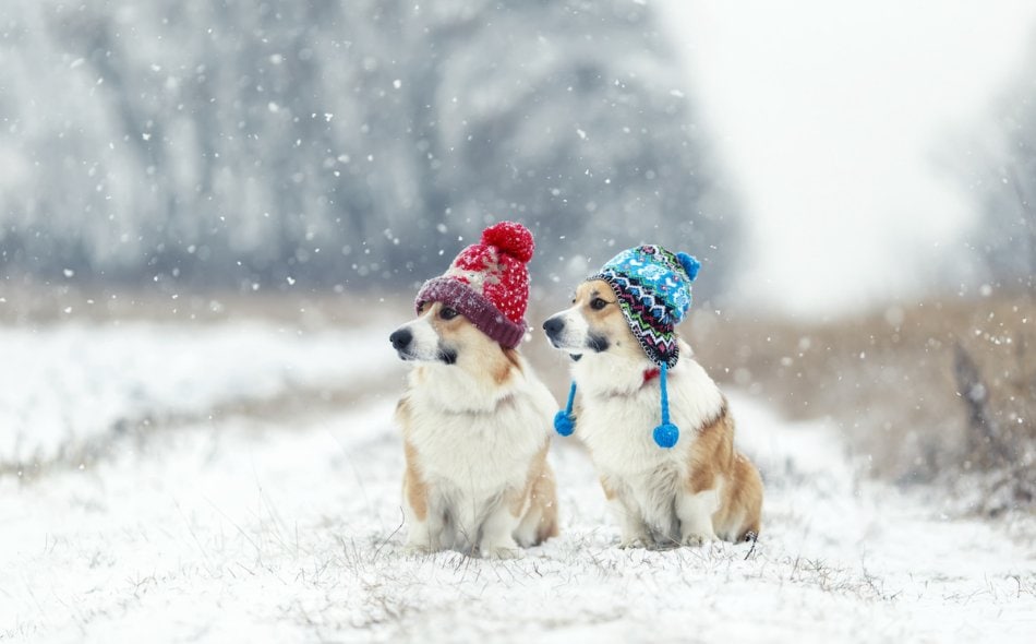two cute red Corgi dogs sitting next to each other in the Park for a walk on a winter day in funny warm knitted hats during heavy snowfall.