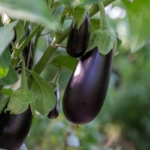 Growing eggplants in a greenhouse.