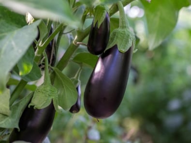 How To Grow Eggplant featured image