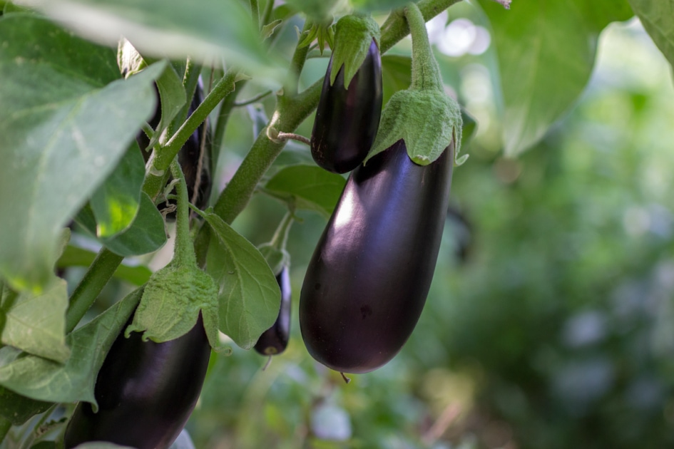 Growing eggplants in a greenhouse.