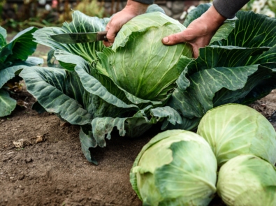 Female hands that harvest a cabbage growing in the garden.