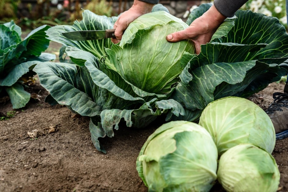 Female hands that harvest a cabbage growing in the garden.