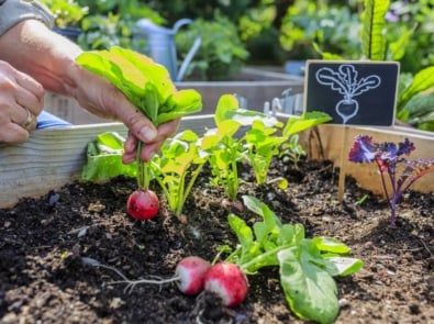 How To Grow Radishes featured image