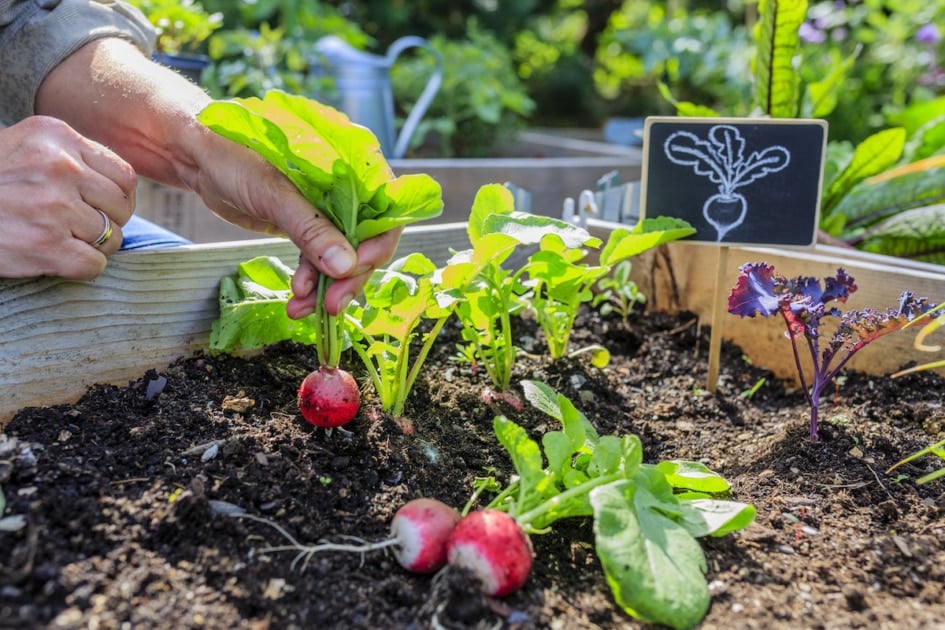 Fresh radishes dug out of the ground in the garden.