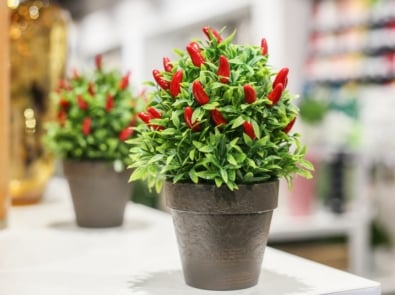 Christmas Pepper Plants Bring Unique Charm featured image