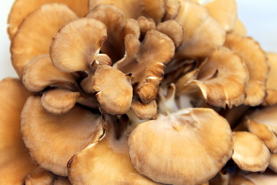 Maitake mushrooms in a basket at the farmer's market.