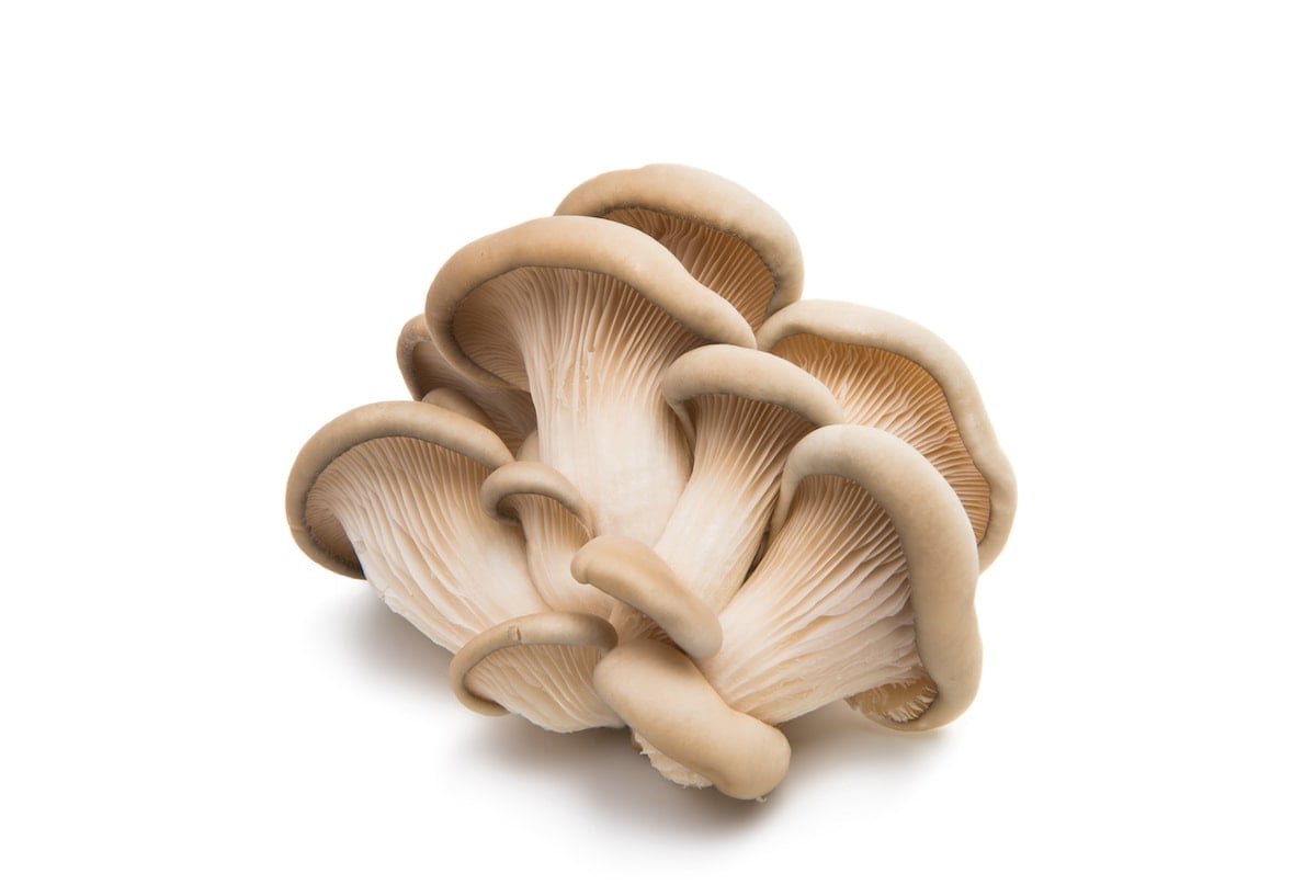 Oyster mushroom on a white background