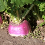 turnip vegetable plant growing in the garden.