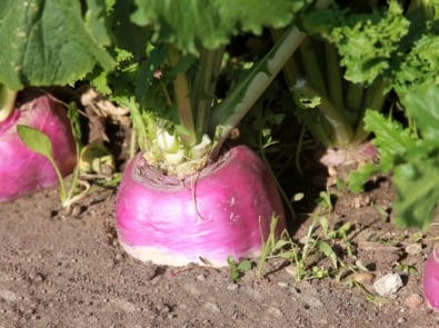 How To Grow Turnips featured image