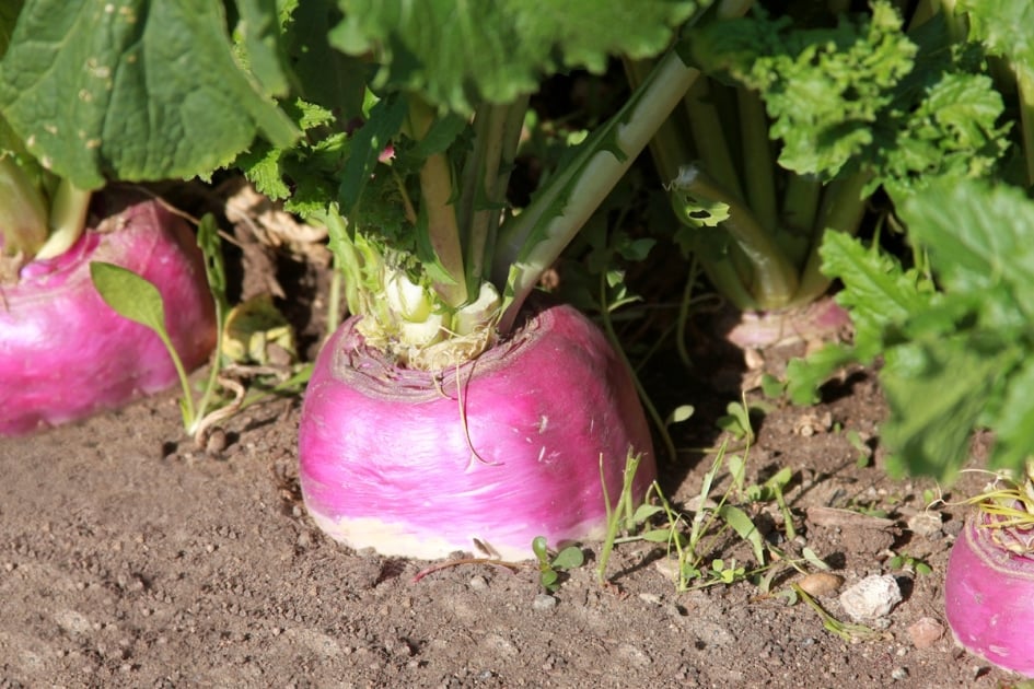 turnip vegetable plant growing in the garden.