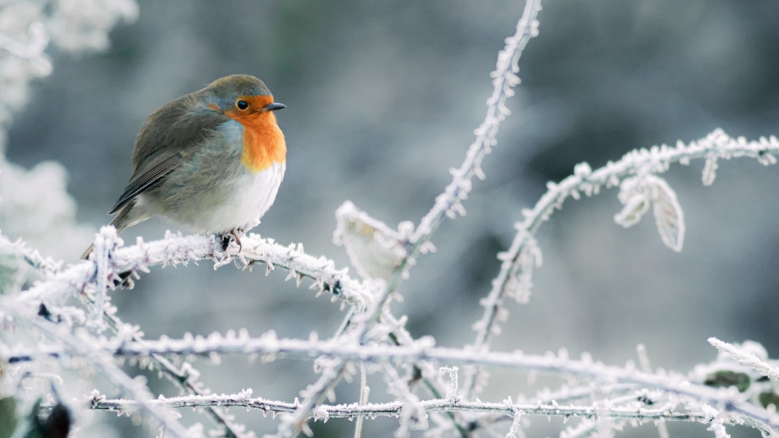 10 Winter Bird Foods And The Birds That Love Them Farmers' Almanac