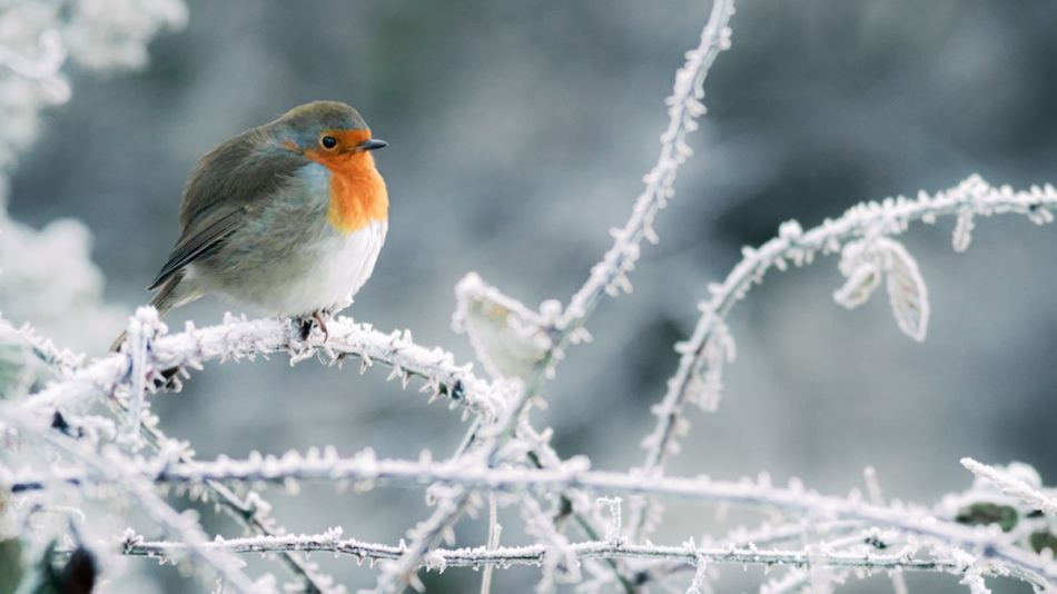 winter birds