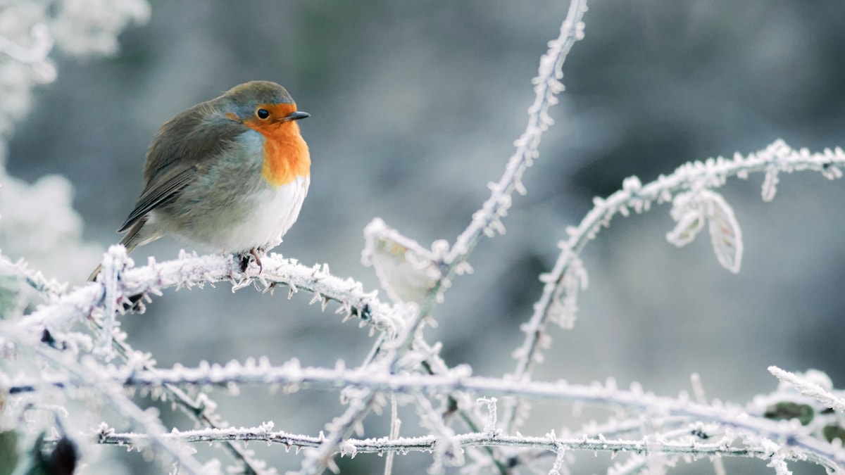 10 Best Bird Foods For Winter And The Birds That Love Them Farmers