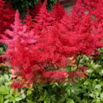 Red flower plumes of astilbe plant.