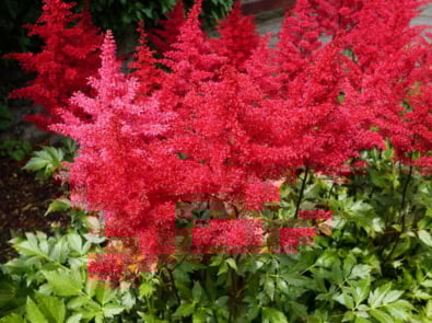 Plants You Can Grow In The Shade featured image