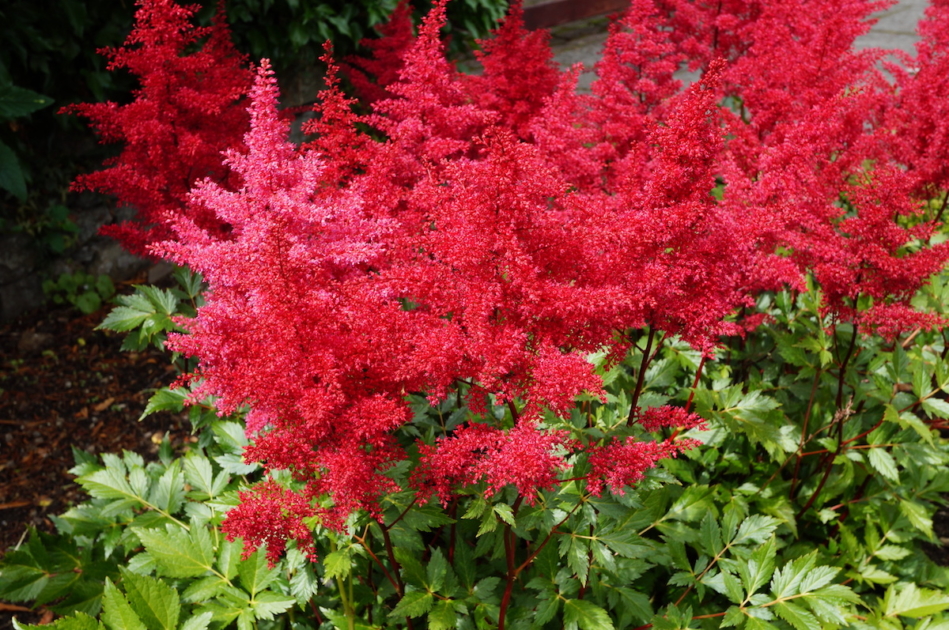 Red flower plumes of astilbe plant.