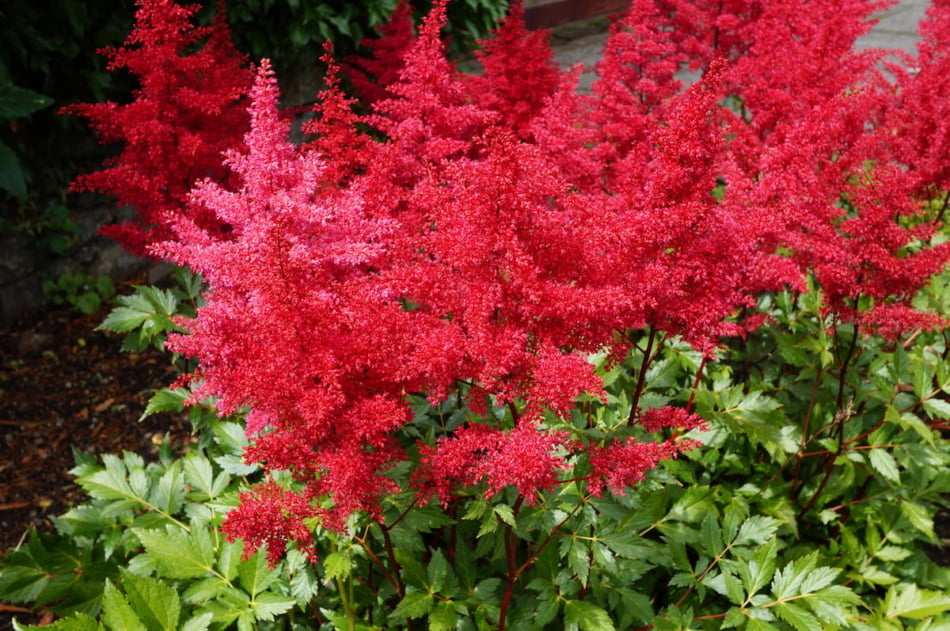 Shade tolerant Astilbe offer up feathery plumes of red, pink, peach, lavender.