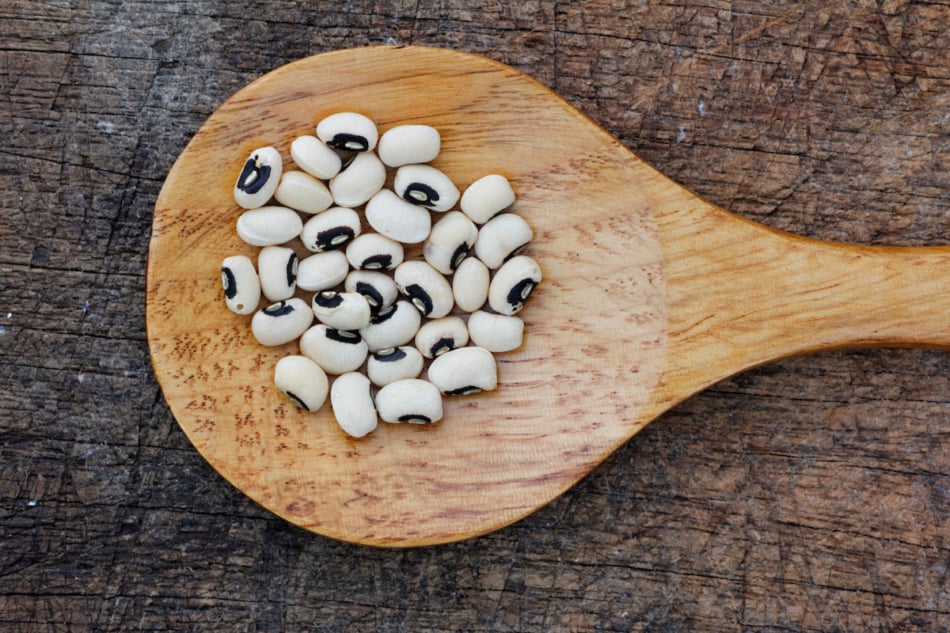 The teary bean will grow readily with minimal moisture once the root system is established