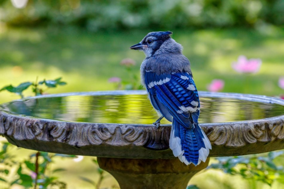 Blue Jay perched on rim of birdbath with colorful background.