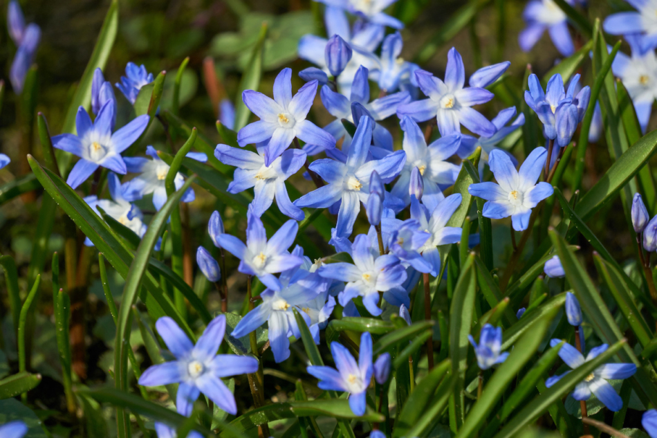 Scilla grows from a bulb and will moisturize soil.