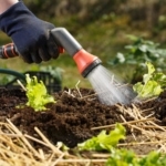 A garden hose watering plant in dry soil.