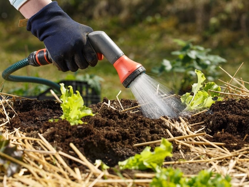 A garden hose watering plant in dry soil.