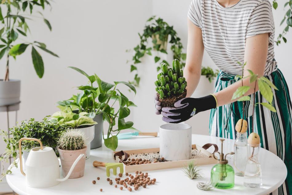 Woman gardeners transplanting plant in ceramic pots on the white wooden table. Concept of home garden. Spring time. Stylish interior with a lot of plants. Taking care of home plants.