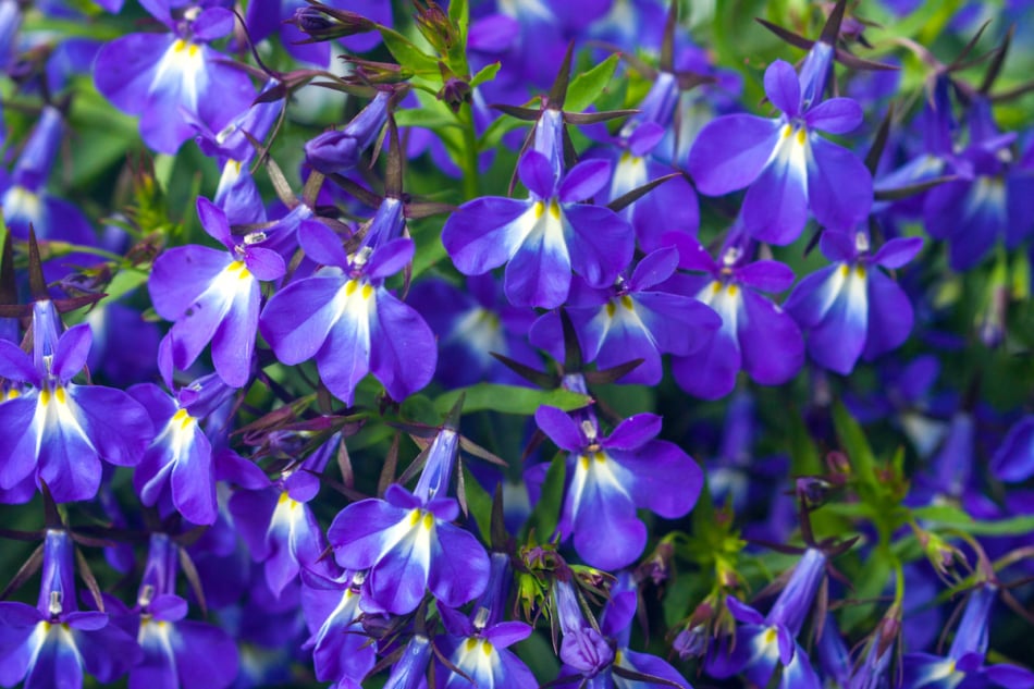 Blue Lobelia flowers are shade tolerant perennials.