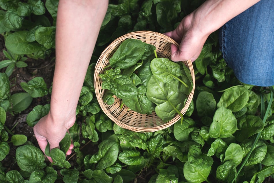 Spinach is a shade tolerant vegetable.