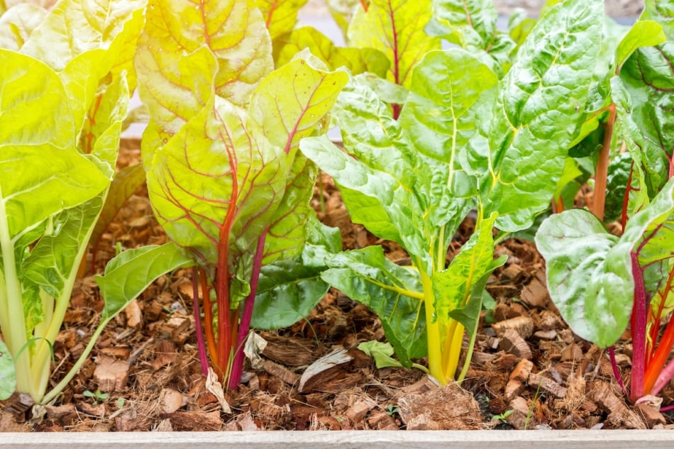 Swiss chard in vegetable garden.