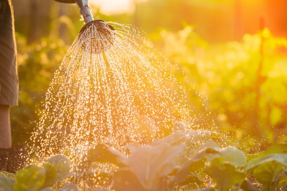 Watering can on the garden at sunset.