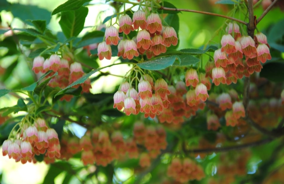 Enkianthus with its bell-like flowers in late spring also provides a brilliant splash of orange and bronze in the autumn as its leaves change, bringing color to a mostly shady location as other plants have faded.
