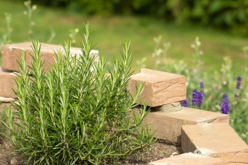 Irish superstition - Planting Rosemary at your front door to keep evil away. 