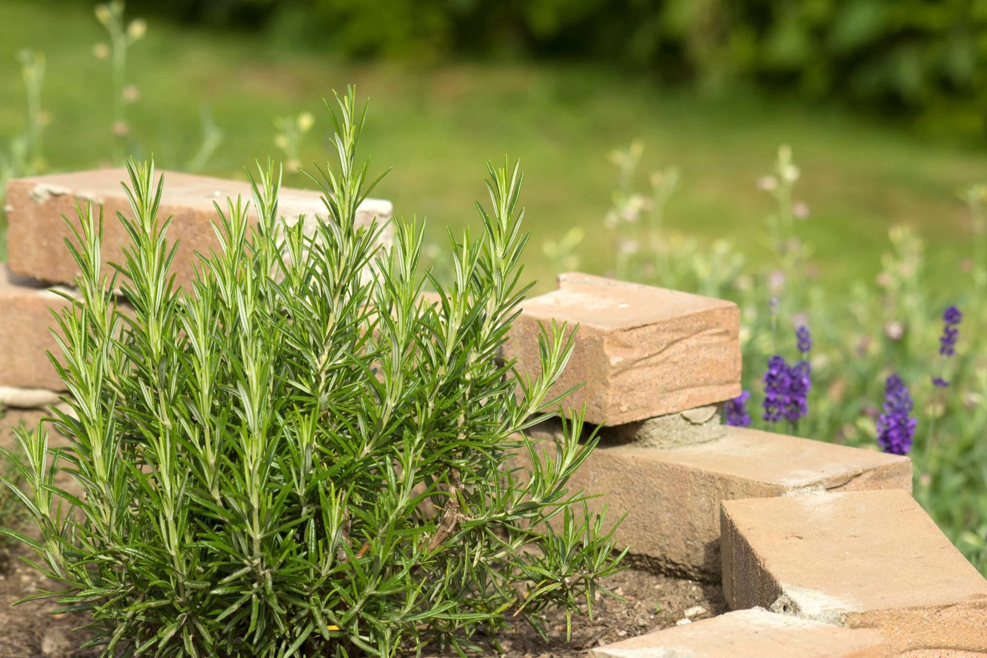 Irish superstition - Planting Rosemary at your front door to keep evil away.