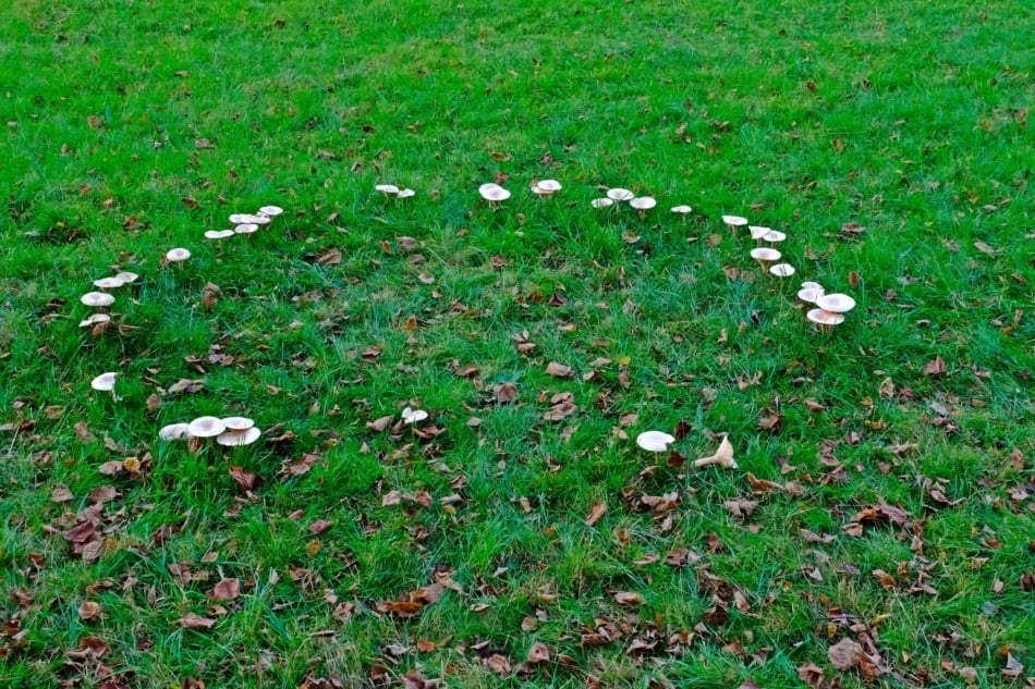 Irish superstition - it's bad luck to destroy a fairy ring or a fairy fort.