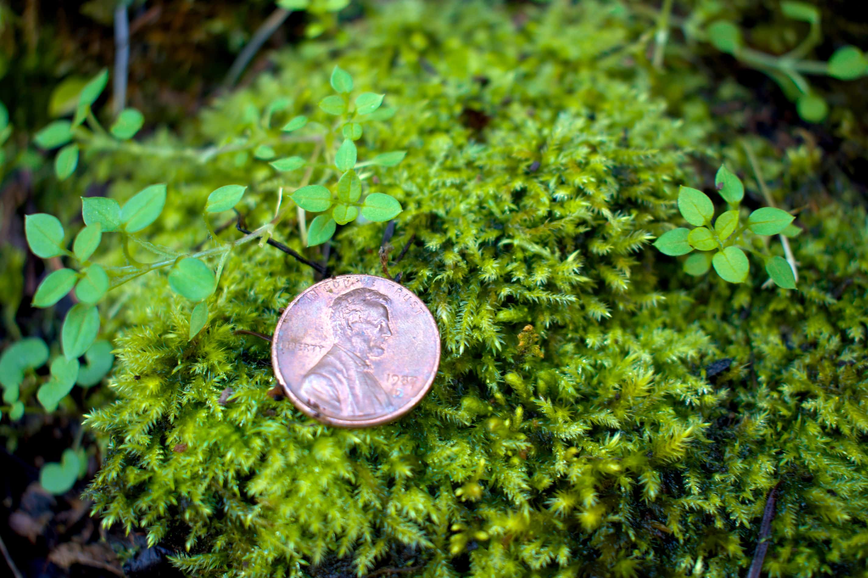 Give a lucky penny to a seller!